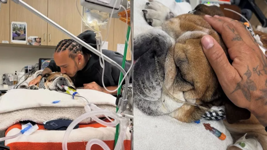 Luto para Lewis Hamilton: fallece su perrito Roscoe
